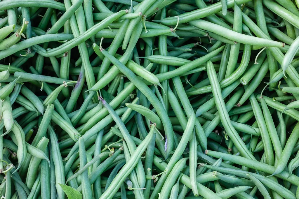 green beans that are in season in Napa supermarkets during the summer months