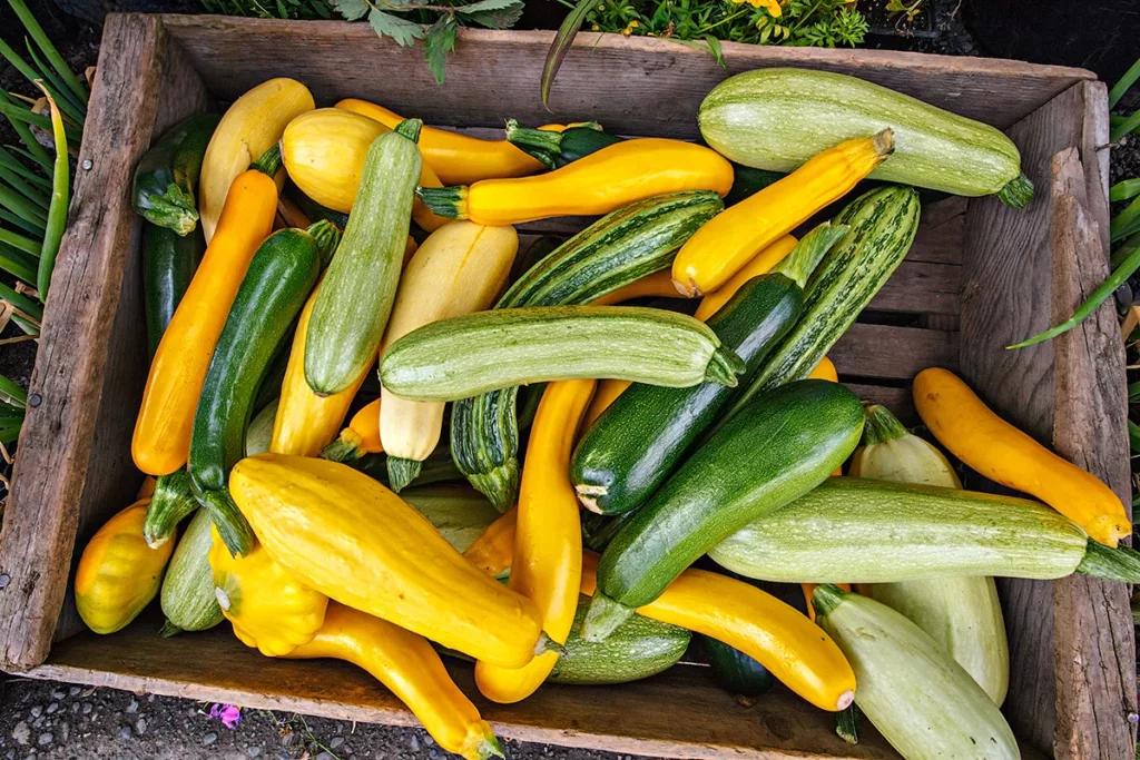 Yellow and green Summer Squash that are in season in Napa supermarkets during the summer months