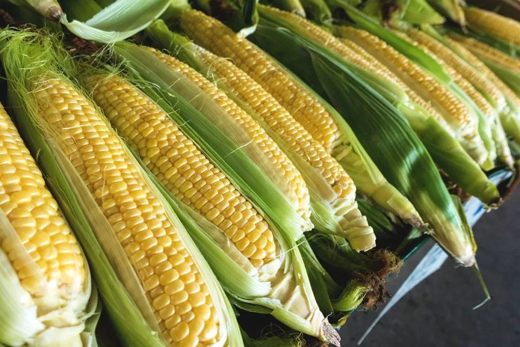 Sweet Corn that is in season in California during the summer months