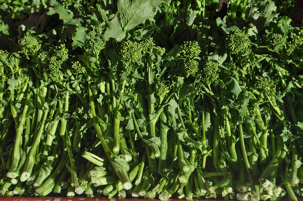 Broccoli Rabe (Rapini) that are in season in Napa supermarkets during the Fall season 