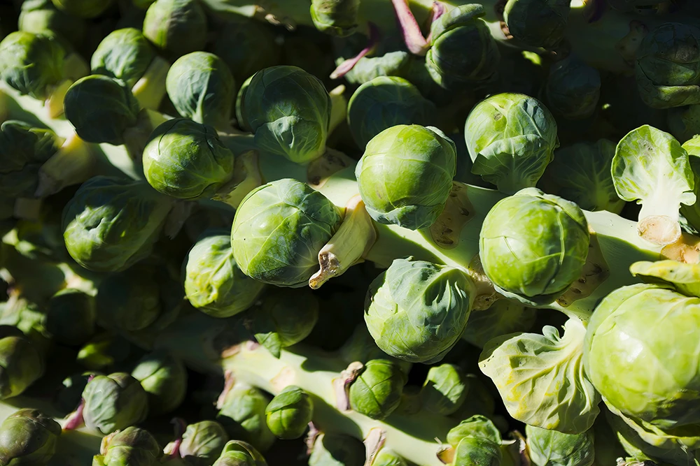 Brussels Sprouts that are in season in Napa supermarkets during the Fall season 