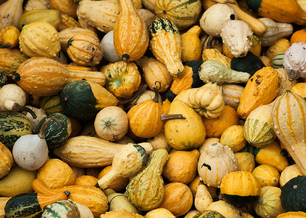 Winter Squash that are in season in Napa supermarkets during the Fall season 